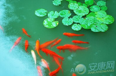 3、 1-10歲在家養魚是忌諱,養魚死了就說明宿主是邪惡的?