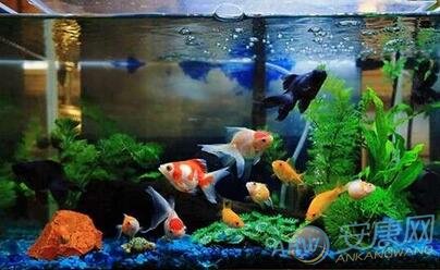 1、在家養魚的風水有什麼重要性?