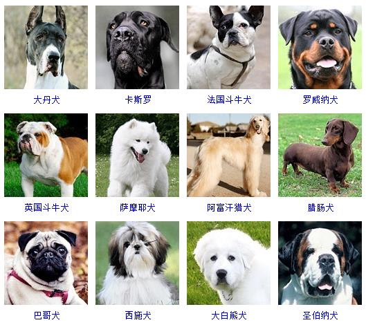 狗狗品种名字大全图文