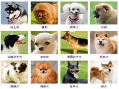 狗狗品种名字大全(图文)