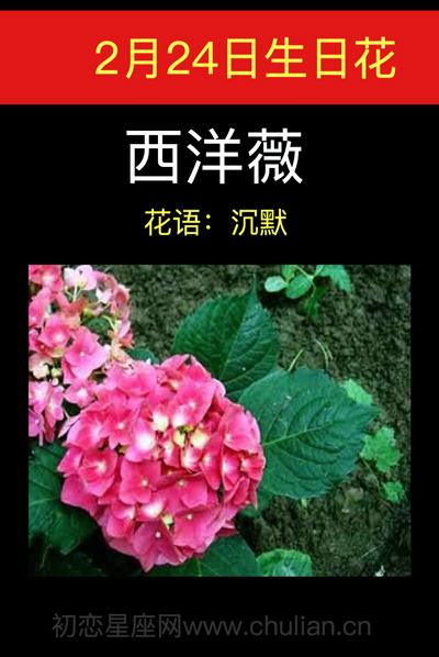 2月24日生日花西洋薇