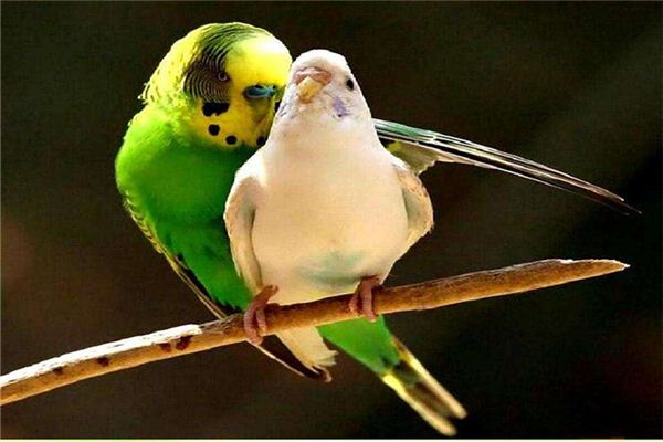 梦见繁殖_做梦梦到繁殖是什么意思