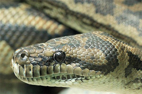 梦见蟒蛇做梦梦到蟒蛇是什么意思