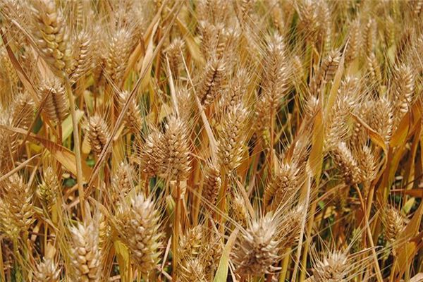 梦见禾米稻麦做梦梦到禾米稻麦是什么意思