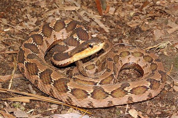 梦见花蛇做梦梦到花蛇是什么意思