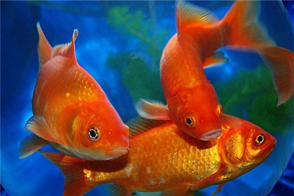 梦见红鲤鱼_做梦梦到红鲤鱼是什么意思