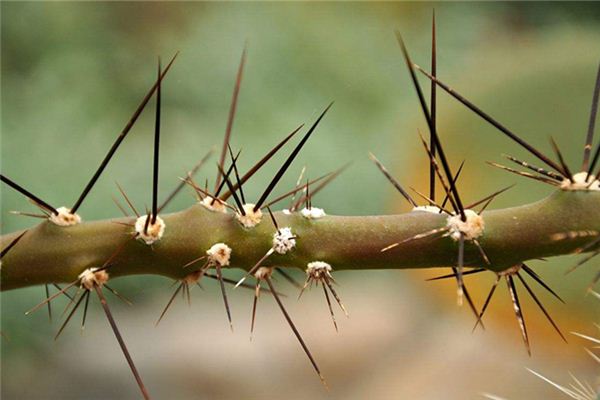 梦见荆棘做梦梦到荆棘是什么意思