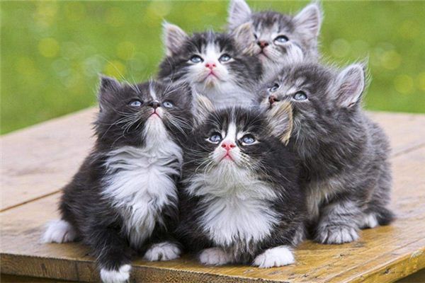 梦见好多猫_做梦梦到好多猫是什么意思