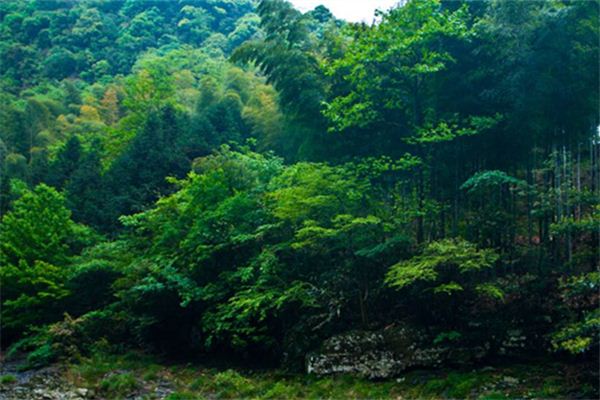 梦见山林草木_做梦梦到山林草木是什么意思