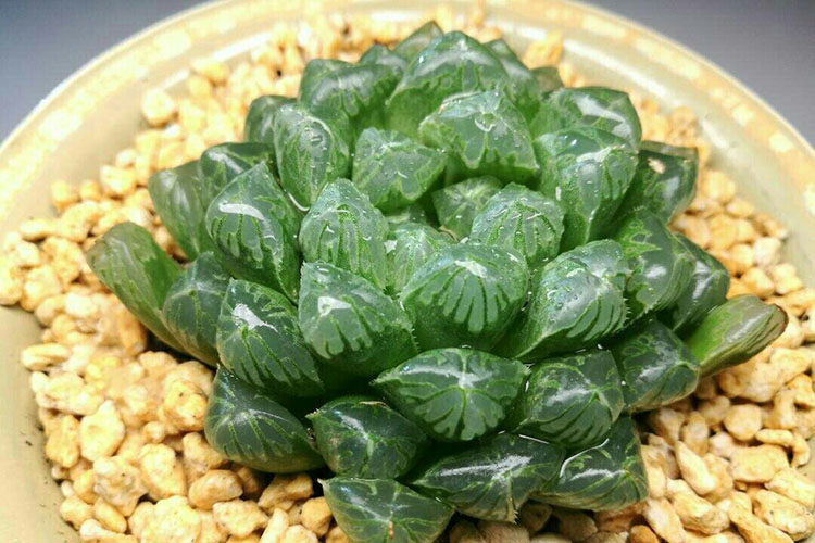 属鸡的开运植物 帮你守住钱财(图文)