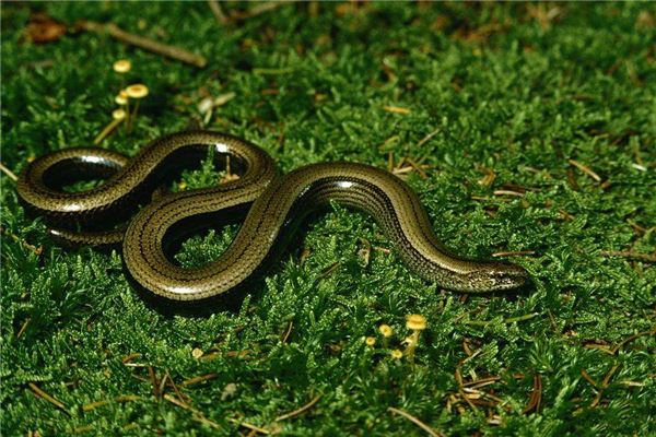 梦见无头蛇的寓意图文