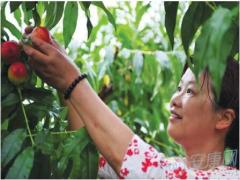 梦见摘水果(图文)