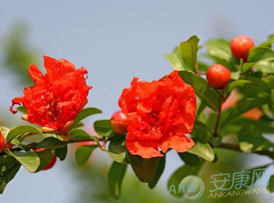 庚申辛酉石榴木庚申石榴木原文:庚申,自绝之木,金居