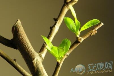 做梦梦见树发芽好不好？从做梦者来看(图文)