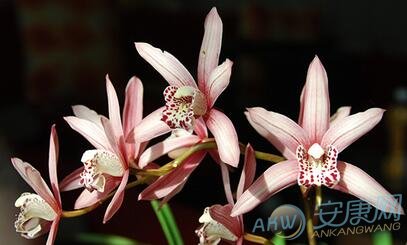 梦见兰花(图文)