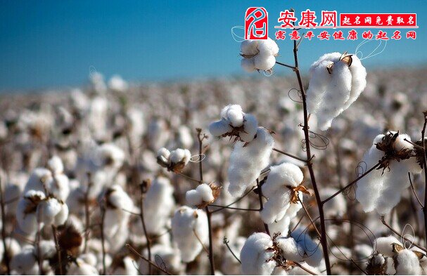梦见很多棉花(图文)