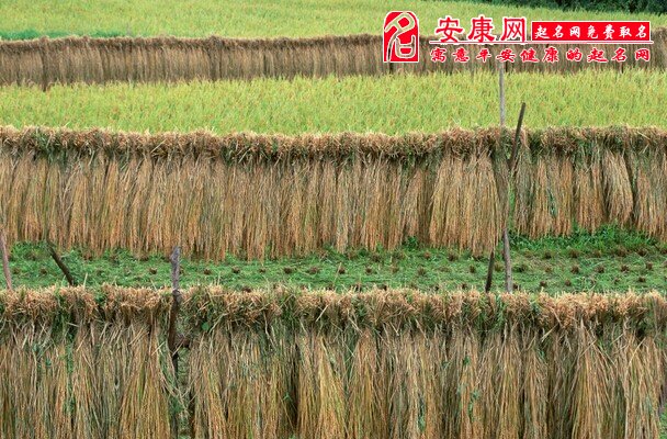 梦见稻草(图文)