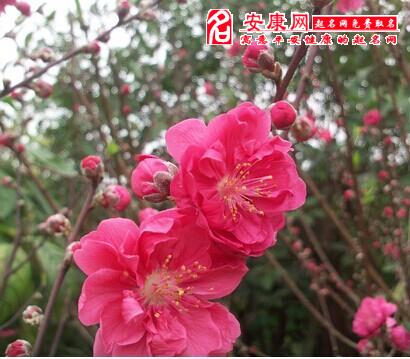 梦见桃花开(图文)