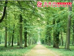 做梦梦见森林(图文)