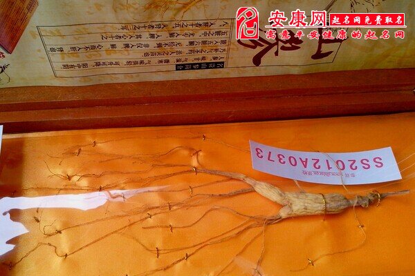 梦见人参(图文)