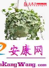 植物招财法(图文)