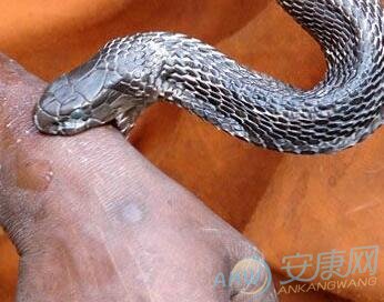 分析梦见别人被蛇咬出血的吉凶变化(图文)