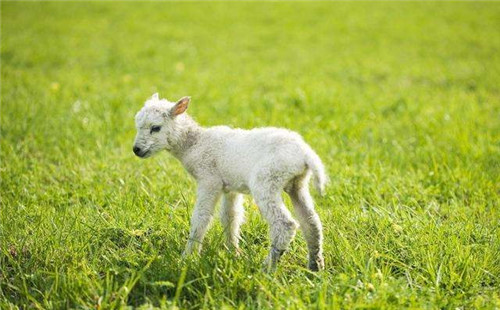 属羊人永远最旺颜色_学搭配运势网