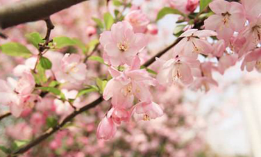 八字四柱论命有所区隔,而且桃花二字只是泛称,它实际是天喜,红鸾,墙内