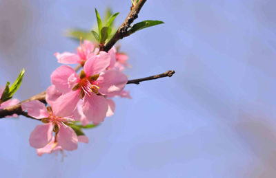 学学自算桃花运