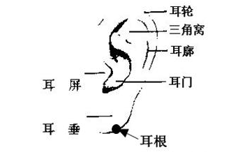 男人耳朵长痣面相图耳背有痣的男人易犯小人