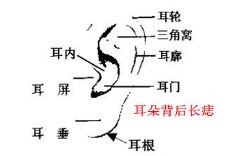 男人耳朵长痣面相图耳背有痣的男人易犯小人