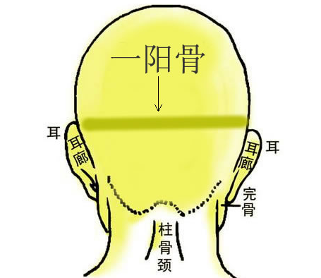 18一阳骨