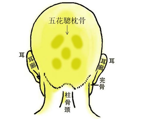 骨相大全1.伏犀骨2.日月龙虎骨3.辅角插天骨4.中峰天柱骨5.泰山枕骨6.