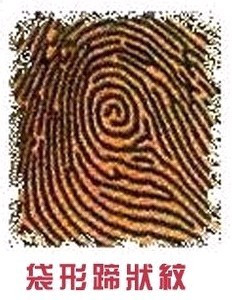 【右流蹄状纹】——会长时间观察对方,如发现性格不合便分手,可是又不