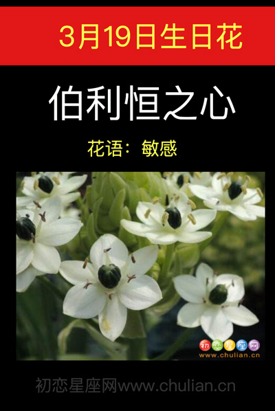 3月19日生日花：伯利恒之星