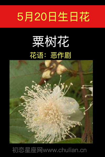 5月20日生日花粟树花