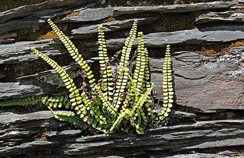 1月30日生日花铁角凤尾草