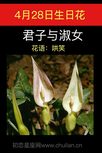 4月28日生日花:君子与淑女 4月28日生日花:君子与淑女