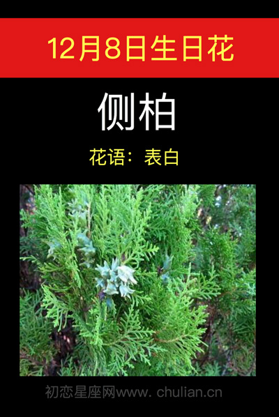 12月8日生日花侧柏