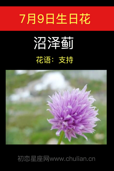 7月9日生日花沼泽蓟