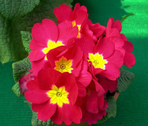 2月11日生日花红樱草