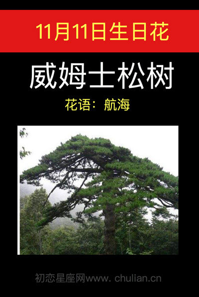 11月11日生日花威姆士松树