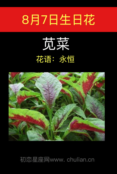 8月7日生日花苋菜