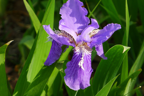 1月3日生日花波斯鸢尾花