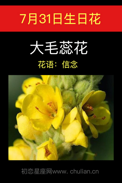 7月31日生日花大毛蕊花