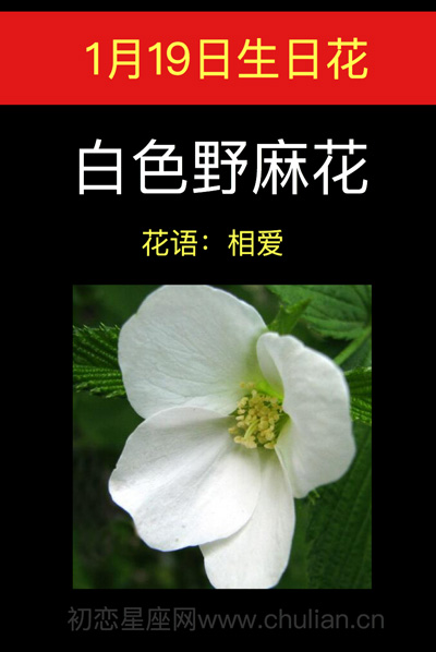 1月19日生日花白色野荨麻花
