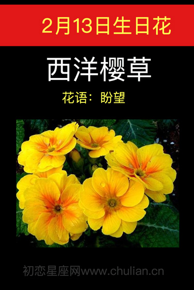 2月13日生日花西洋樱草