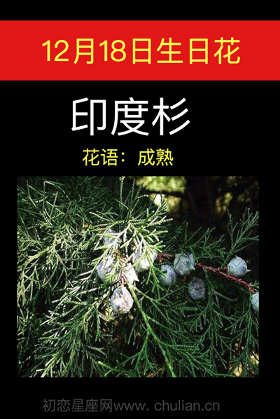 12月18日生日花:印度杉 12月18日生日花:印度杉