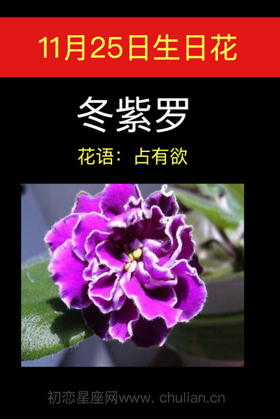 冬紫罗兰花语寓意图片