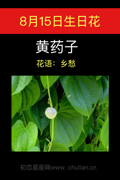 8月15日生日花黄药子